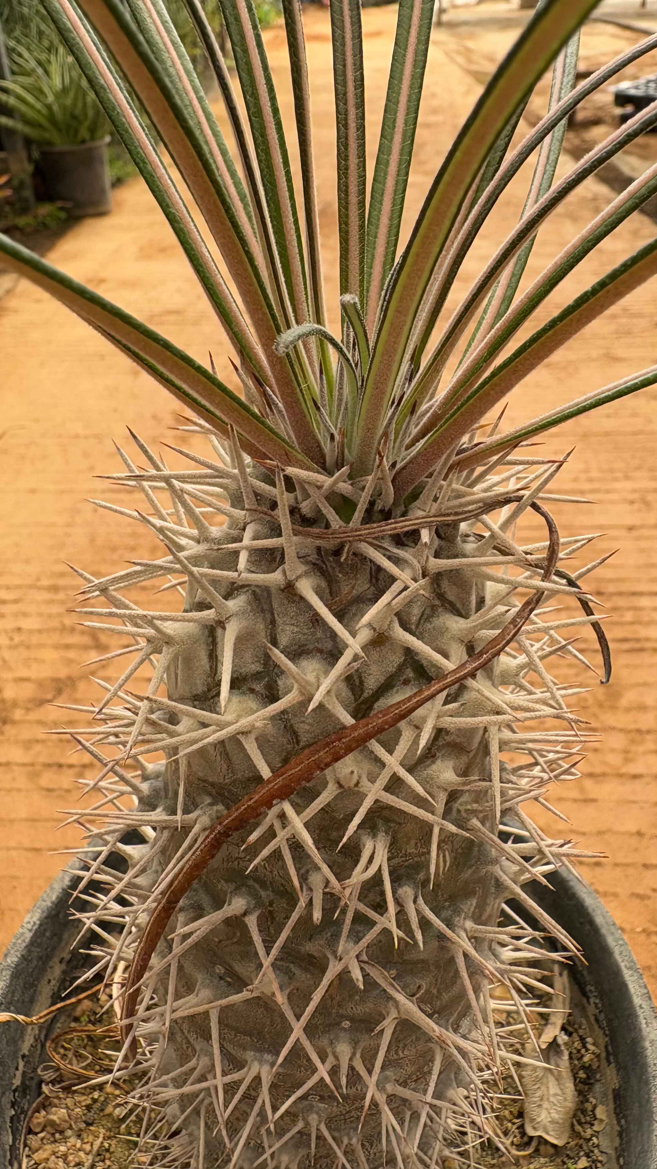 Sanseveria trifasciata moto